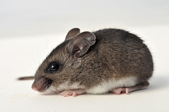 Rodents Rats Mice Mouse Removal Exterminator Pest Control Albany Rensselaer Troy East Greenbush Amsterdam Gloversville Johnstown Colonie Schenec