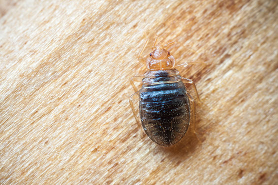 Bed Bugs Removal Exterminator Pest Control Albany Rensselaer East Greenbush Troy Colonie Schenectady Bethlehem Guilderland Clifton Park Latham D