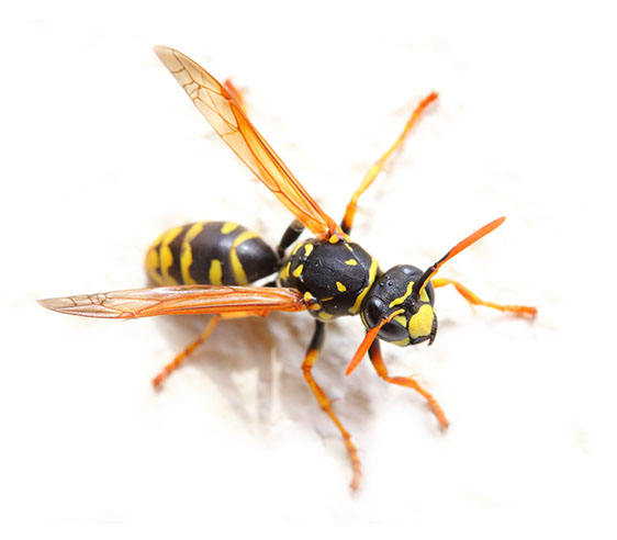 Yellow Jackets Wasps Bees Nest Removal Exterminator Pest Control Albany Rensselaer Troy East Greenbush Amsterdam Gloversville Johnstown Colonie 