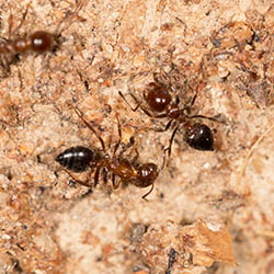 Carpenter Ants Removal Exterminator Pest Control Albany Rensselaer East Greenbush Troy Rotterdam Scotia Amsterdam Gloversville Johnstown Clifton